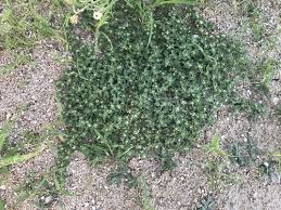 Image result for Guilleminea densa