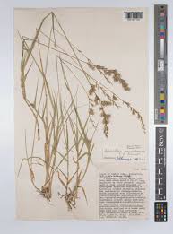 Image result for Schmidtia pappophoroides