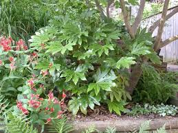 Fatsia Japonica Ps Shade 4 8 X2 6 Moist Slightly Acidic Soil E Green Hardy Does Get White Flowers In Fall But Not Very Noticable Easy Plant As Long As