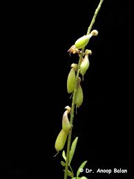 Image result for Crotalaria trichotoma