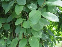 Image result for Berchemia