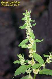 Image result for Rumex