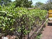 Image result for Mucuna poggei