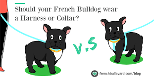 Since choosing the best french bulldog harnesses might sound challenging due to their unique body shape, we've selected 25 picks that will provide safety and that ease your strolls. Harness Or Collar What Should Your Frenchie Wear French Bulldog Facts French Bullevard