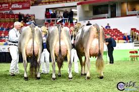 pardo suizo animals cow horses