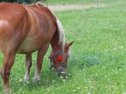 نتیجه جستجوی لغت [workhorses] در گوگل