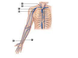 The venous drainage of the upper limb consists of a deep and superficial system of veins which drain deoxygenated blood back to the heart. Art Labeling Quiz