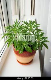 Image result for Kalanchoe laciniata