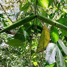 Image result for Malouetia