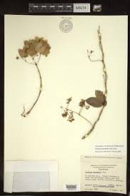 Image result for Triaspis hypericoides