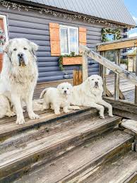 Happily utilized as working dogs and family pets, hilltop great pyrenees are excellent protectors of their goats, kunekune pigs, & free range chickens. Our Great Pyrenees Wait List For Puppies The Harvest Trail