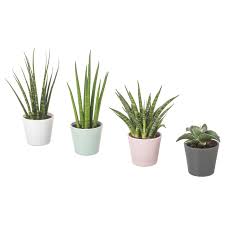 Sansevieria Pflanze Mit Ubertopf Bogenhanf Versch Farben 6 Cm Ikea Deutschland Sansevieria Plant Ikea Plants Indoor Plants