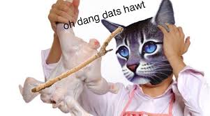 46 super funny grumpy cat meme clean get luck by it. Jayfeather X Stick Explained In Stock Photos Warriors Amino