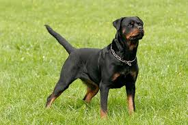 Rottweiler köpek özellikleri, rottweiler köpek karakteri ve rottweiler bakımı hakkında aradığınız rehber. Rottweiler Alle Infos Zur Rasse Die Tierexperten