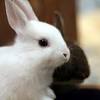 The bucks bunny, melbourne, victoria, australia. 1
