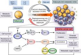 In time you'll find ways to cope with your feelings, but in the meantime you. An Evolving Story Of The Metastatic Voyage Of Ovarian Cancer Cells Cellular And Molecular Orchestration Of The Adipose Rich Metastatic Microenvironment Oncogene