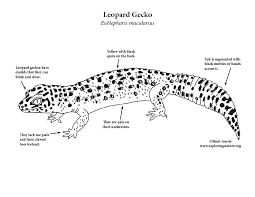 Click on your favorite leopard coloring picture to print & color. Gecko Leopard Coloring Page