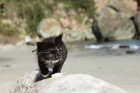 Ce Petit Chaton Miracule Doit Porter Un Cache œil Un Mois Plus Tard Petit Chaton Chaton Chat