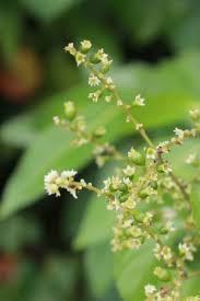 Image result for Gouania scandens