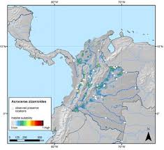 Image result for Acroceras zizanioides