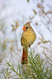 Top free images & vectors for female cardinal texas in png, vector, file, black and white, logo, clipart, cartoon and transparent. Usa Texas Mission Dos Venadas Ranch Female Northern Cardinal On A Spiky Perch Stock Photo Dissolve