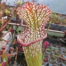 Image result for Heteromorpha stenophylla