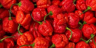 How often and how much. How To Grow A Carolina Reaper Plant Backyard Eden