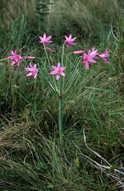 Image result for Brunsvigia