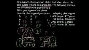 What is the percentage of the flowers being pink and short? How To Solve Problems And Find Genotype Phenotype As Result Of The Cross Youtube