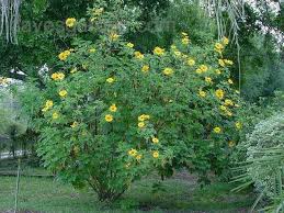 Image result for Tithonia diversifolia
