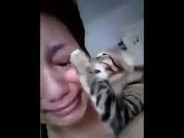 Aglayan Sahibini Teselli Etmeye Calisan Kedi Youtube Kedi Hayvanlar Hayvanlar Alemi