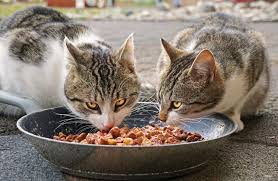 How much wet food should i feed my cat. How Much Food Should I Feed My Bengal Cat
