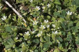 Image result for Cerastium octandrum