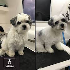 Greer thompson main we will answer be capable to a in lieu for the canberrz and old. The Dog Barber Canberra Dog Grooming