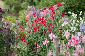 To have a constant supply, simply sprinkle. 10 Cut Flowers You Can Start From Seed A Traditional Life