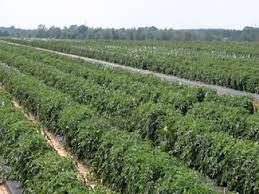 This video tells about tomato yield per plant and how much my tomatoes harvest is worth of. Commercial Tomato Production Handbook Uga Cooperative Extension