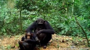 Image result for Thomandersia hensii