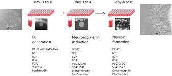 neuron formation flow chart one day before the initiation