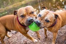 Maybe you would like to learn more about one of these? International Pet Shipping Travel Services Pet Express