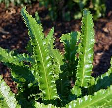 Image result for Asplenium uhligii
