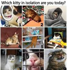 Yeah i'm going need you to come i on saturday. Happy Caturday Album On Imgur