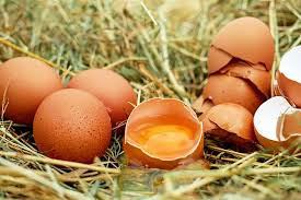 Comment ouvrir un oeuf d'autruche ? Åuf D Autruche De Poule De Canard Leurs Vertus