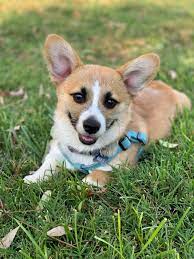 Pembroke Welsh Corgi Puppies For Sale Davis Ca Corgi Puppies For Sale Pembroke Welsh Corgi Puppies Corgi