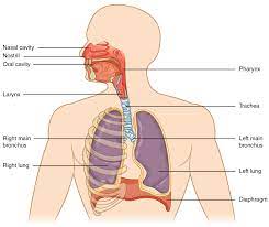 Respiratory System Biology For Majors Ii