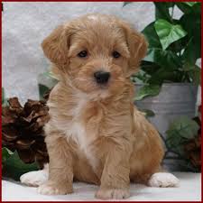 Find havapoo puppies for sale and dogs for adoption. River View Puppies Puppies For Sale For Sale Havapoo Puppies River View Puppies Havapoo Puppies Puppies Puppy Adoption