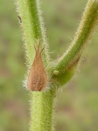 Image result for Desmodium subsecundum