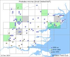 Image result for Photedes minima