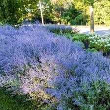 Image result for Perovskia atriplicifolia 'blue spire'