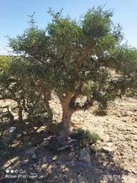 Image result for Commiphora viminea