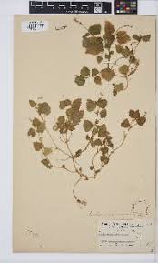 Image result for Jatropha botswanica